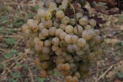 2019_09_vendimia_tama_029_mulecarajonero