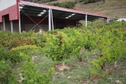 2019_09_vendimia_tama_054_mulecarajonero