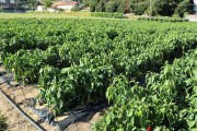 2019_09_feria_huerta_006_mulecarajonero