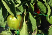 2019_09_feria_huerta_007_mulecarajonero
