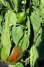 2019_09_feria_huerta_008_mulecarajonero