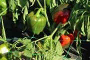 2019_09_feria_huerta_010_mulecarajonero