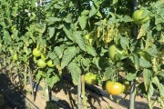 2019_09_feria_huerta_011_mulecarajonero