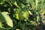 2019_09_feria_huerta_012_mulecarajonero