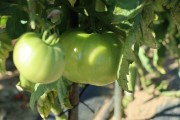 2019_09_feria_huerta_013_mulecarajonero