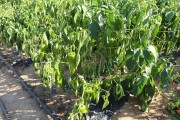 2019_09_feria_huerta_016_mulecarajonero