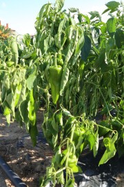 2019_09_feria_huerta_017_mulecarajonero