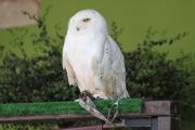 IMG_9780