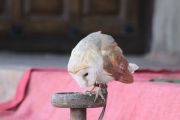 IMG_9786