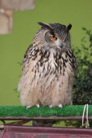 IMG_9801