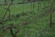 2018_08_carmina_1280_023