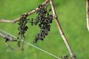 2018_08_carmina_1280_048