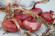 2014_08_colindres_gines_013