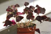2014_07_bacalao_giraldo_009