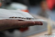 santona_feria_anchoa_2015_susi_009