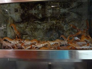 2011_bombi_07_004