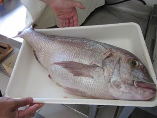 Pescado Recien traido  restaurante la Chata Isla Cantabria