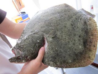 Pescado Recien traido  restaurante la Chata Isla Cantabria
