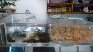 2012 03 marisqueria acuario 001