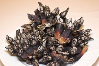 Percebes Flor de Tetuan Santander