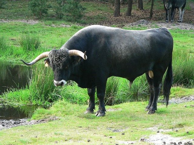 tudanca_001