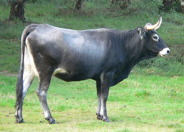 tudanca_002
