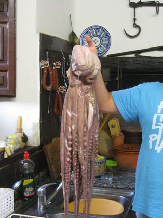 cubas_gall_002