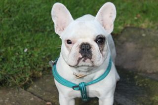chucho_001