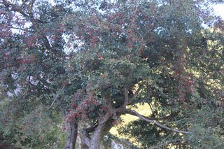 pido_01_004
