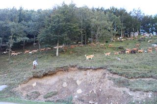 pido_01_005