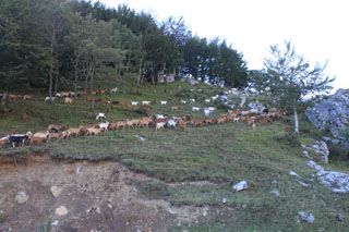 pido_01_006