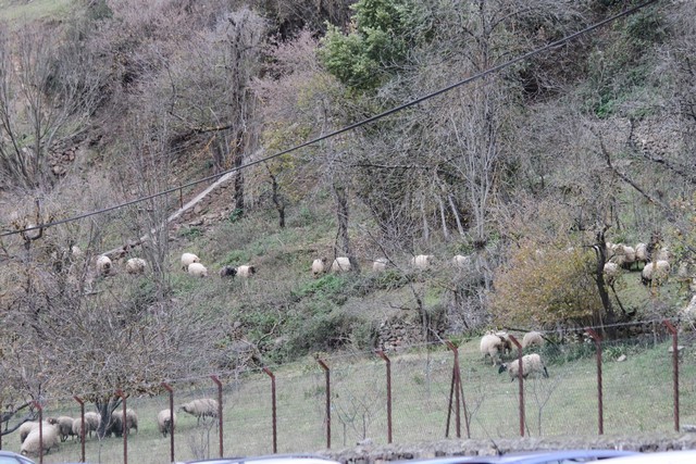 2010 12 branas pendes 029