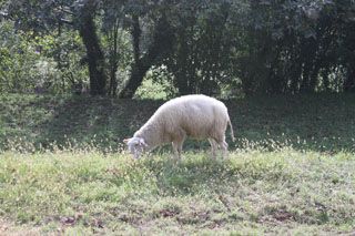 fuentecasares_020