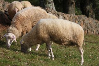 fuentecasares_027