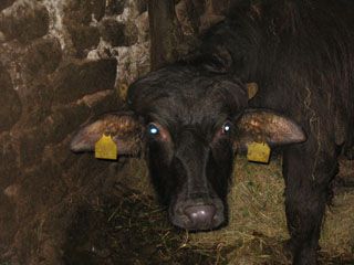 granja_vina_030