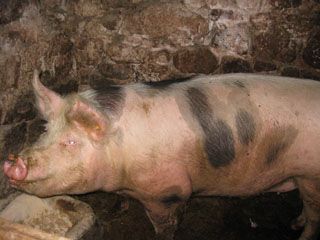 granja_vina_031