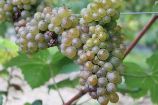 IMG 4501