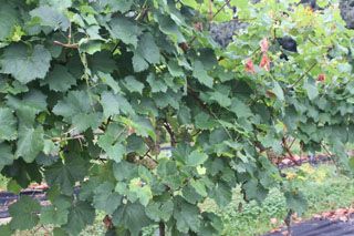 IMG 4511