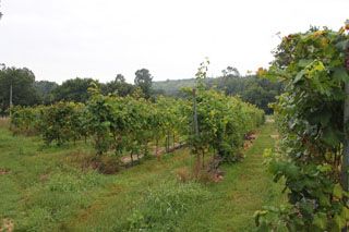 IMG 4515