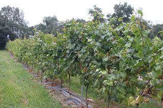 IMG 4557