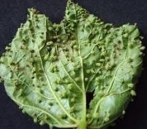 filoxera