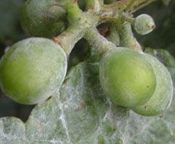 oidio_1
