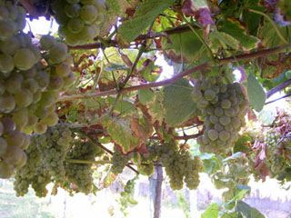 uva_albarino