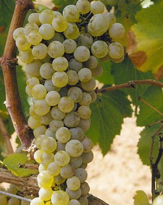 uva_chardonnay