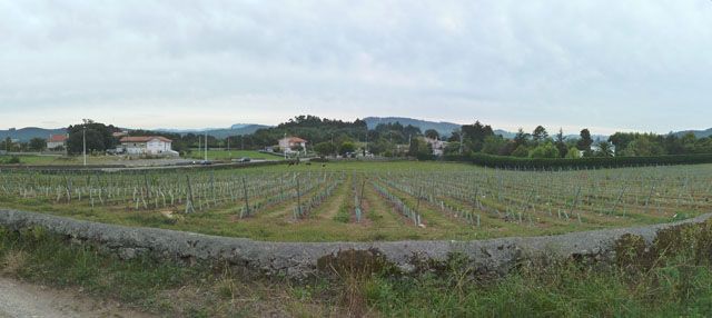 vidular pano