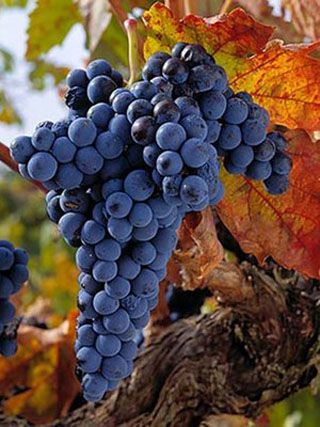 tempranillo