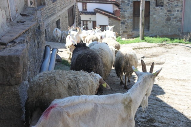 2011 03 andara 012