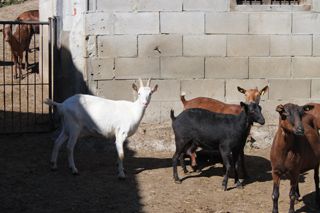 pena_sagra_018