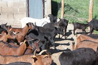 pena_sagra_018