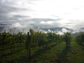 2011 vendimia selz 001